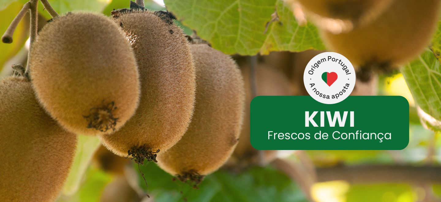 Começa a época dos kiwis. Conheça os benefícios desta fruta.