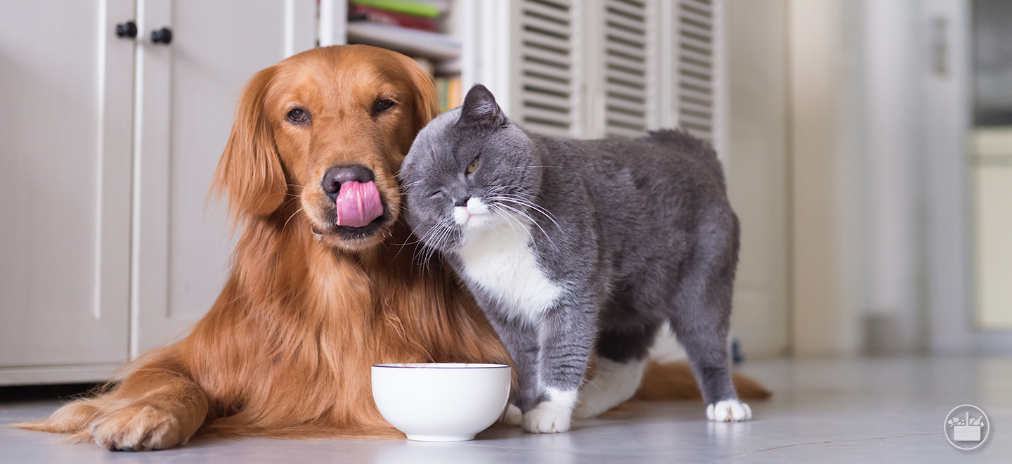A importância de dar uma alimentação especial a cães e gatos esterilizados. 