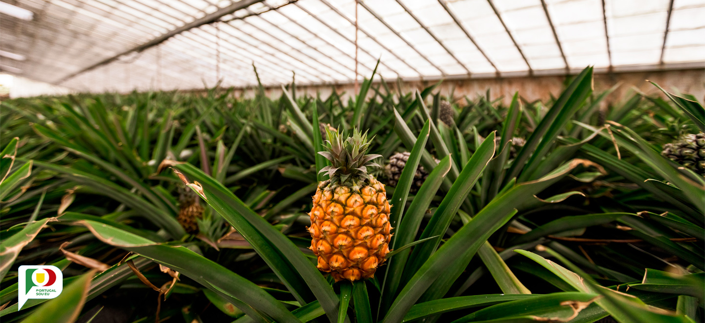 Plantação de ananás dos Açores, estufa na ilha de São Miguel