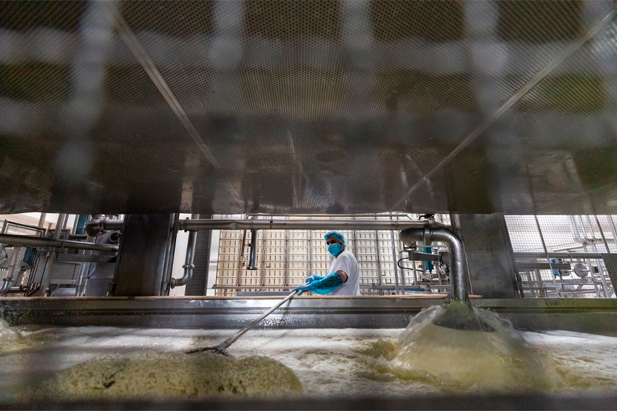Processo de coalhada na fábrica de queijo