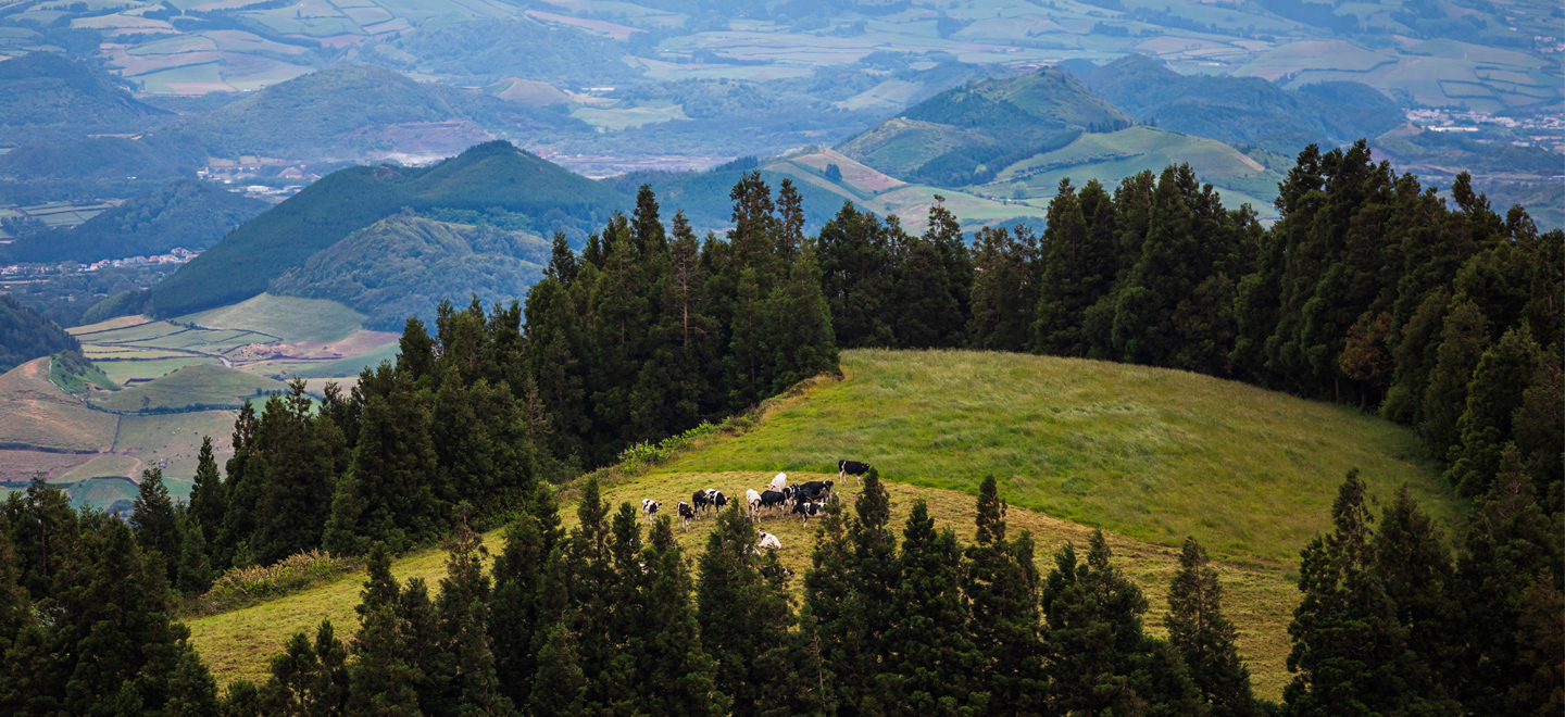 Paisagem da ilha de São Miguel nos Açores, com uma manada de vacas a pastar