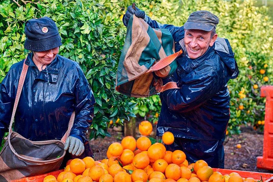 Transporte de laranjas