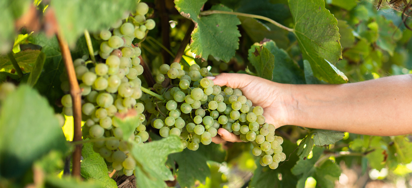 Vinhos Borges - Vinho Verde e Espumantes de qualidade