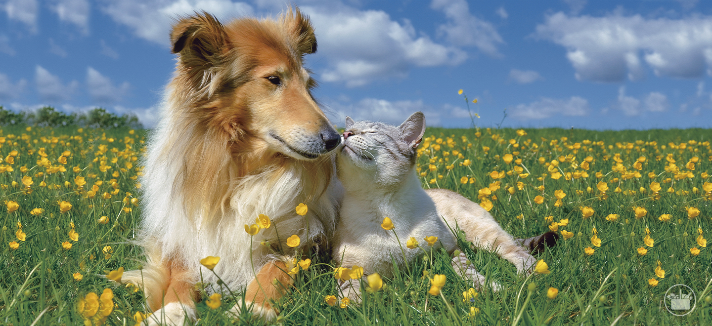 As alergias mais habituais que afetam os cães e gatos.